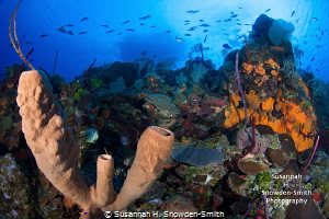 "Colorful Reef Scene"

Babylon, East End, Grand Cayman... by Susannah H. Snowden-Smith 